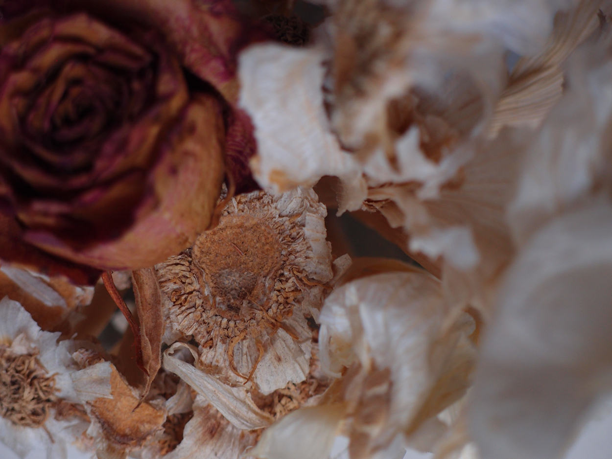 2019-08-20 Knoblauch mit Rose